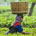 Nagaland, India; harvesting tea